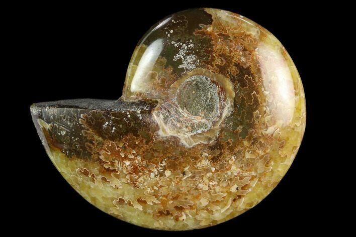 Polished, Agatized Ammonite (Cleoniceras) - Madagascar #119211